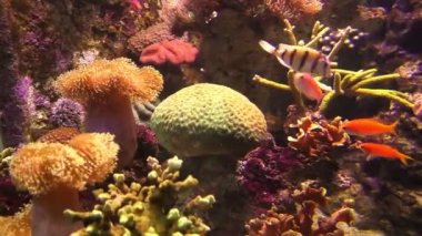 Deniz akvaryumu ve deniz şakayığı.