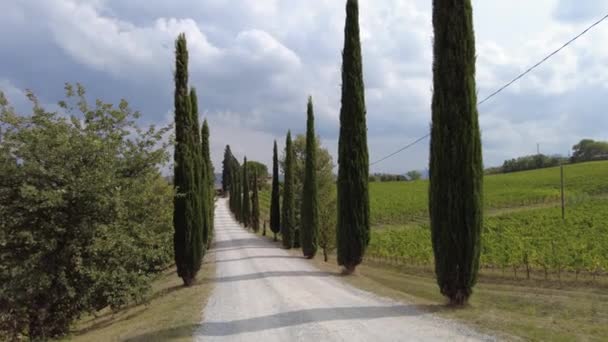 Pioppi della Toscana in Italia — Video Stock