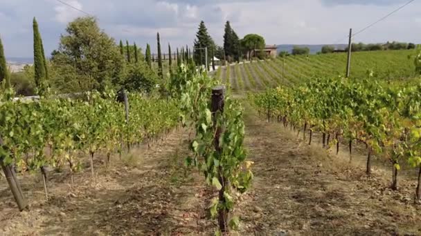 Vinodlingar i Montalcino i Toscana — Stockvideo