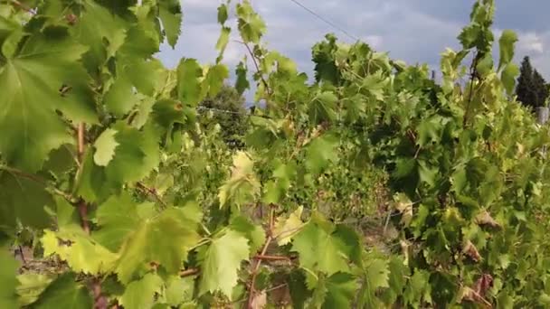 Vineyards grapevine in Tuscany — Stock Video