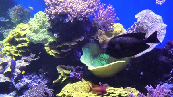 Deniz akvaryumundaki kelebek balıkları — Stok video