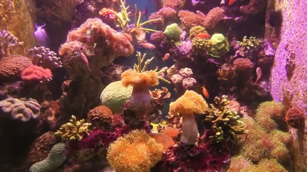 Anthias fiskar i havet akvarium med anemon — Stockvideo