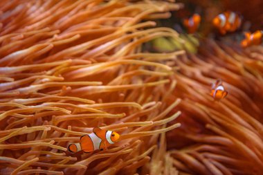 Amphiprion oktellaris anemonik balıkları