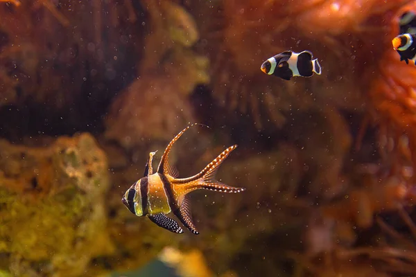 Banggai Кардинал риби — стокове фото