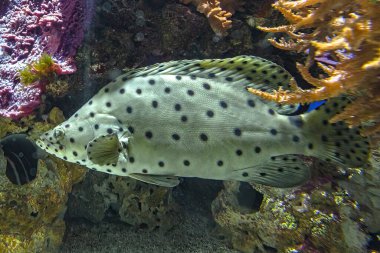 Kambur balina ya da panter orfozu