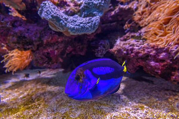 Закриття Blue Tang — стокове фото