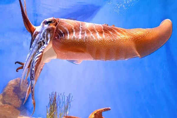 Cuttlefish Sepia officinalis 의 근접 사진 — 스톡 사진
