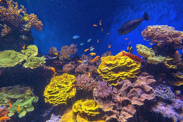 Anthias pesci di acquario di mare — Foto Stock