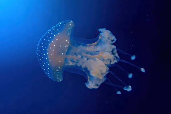 Primer plano de medusas manchadas australianas — Foto de Stock