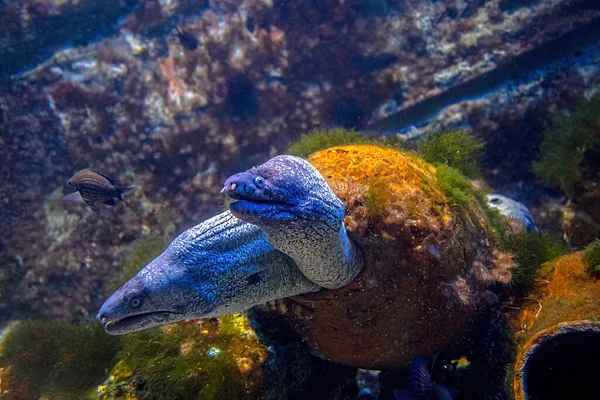 Enguias-moray marrons — Fotografia de Stock