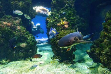 hemşire köpekbalığı yüzüyor