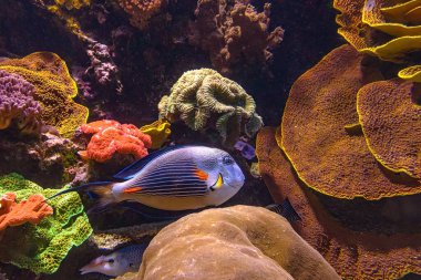 red Sea Sohal surgeonfish
