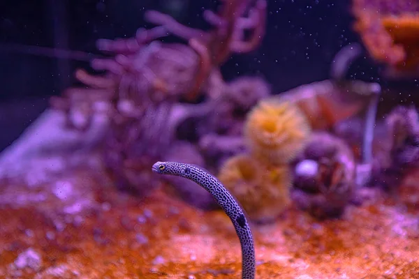 얼룩무늬가 있는 뱀장어와 방가 이 홍어 — 스톡 사진