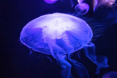 yüzen Ay Denizanası