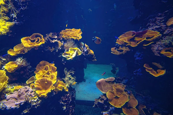 Pesci di acquario di mare — Foto Stock