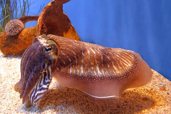 Sepia officinalis cuttlefish — Zdjęcie stockowe