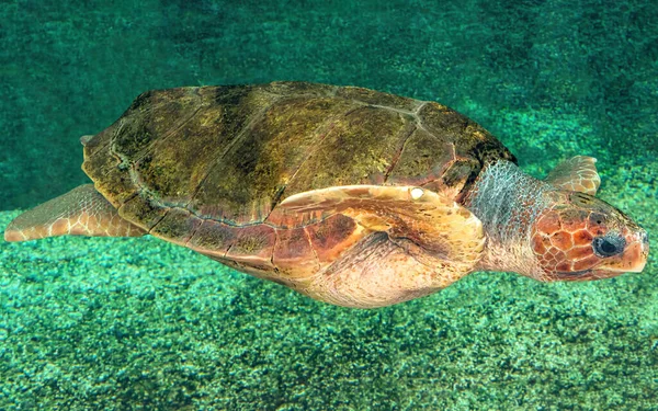 Tortue pèlerine tortue marine — Photo