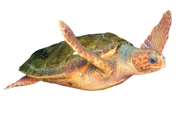 Carey tortuga marina sobre fondo blanco —  Fotos de Stock