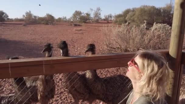 给澳大利亚Emu喂食的妇女 — 图库视频影像