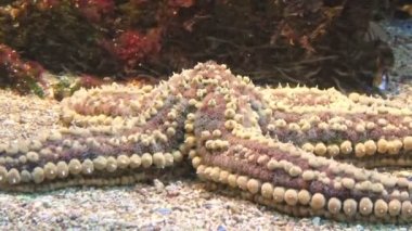 Marthasterias dikenli denizyıldızı