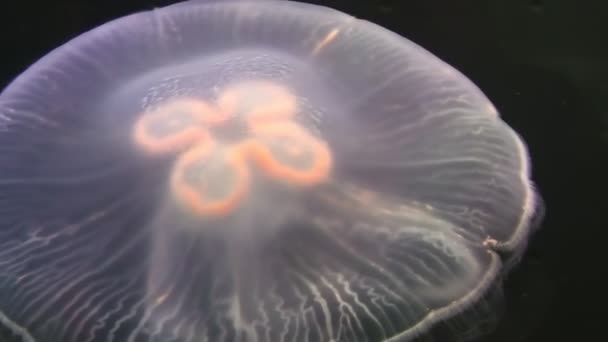 Zblízka měsíční medúzy — Stock video