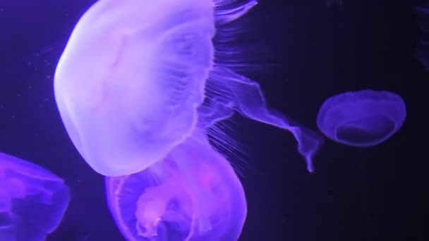 Zbliżenie księżyca meduzy — Wideo stockowe