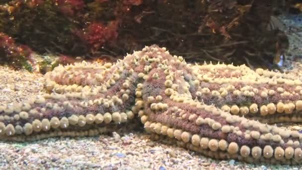 Marthasterias estrellas de mar espinosas — Vídeos de Stock