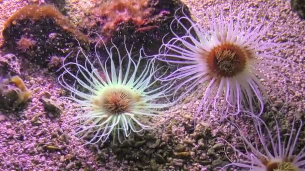 圆筒海葵或彩色管海葵 — 图库视频影像