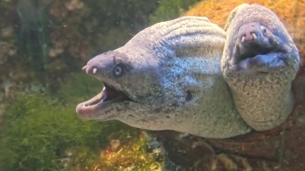 Brown Moray eel — Stockvideo