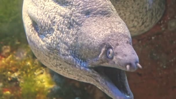 Közel a barna moray angolna — Stock videók