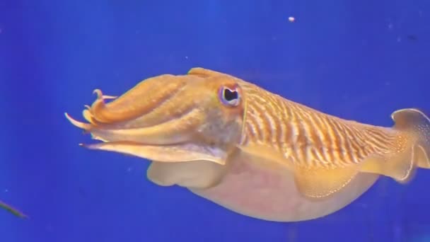 Sepia officinalis bläckfisk — Stockvideo