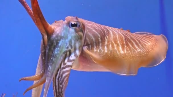 Close up of cuttlefish Sepia officinalis — Stock Video