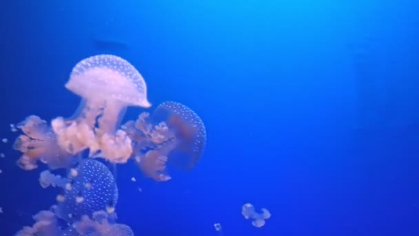 Primer plano de medusas manchadas australianas — Vídeo de stock