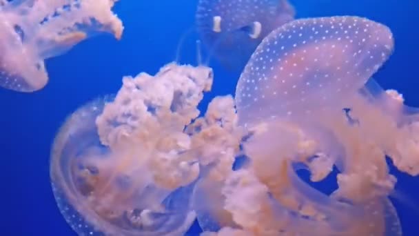 Австралійський плямистий медузи — стокове відео