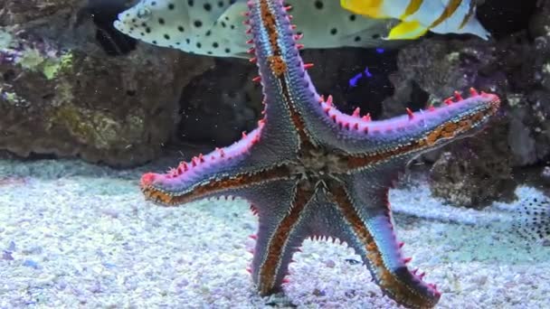 Vista inferiore della stella marina blu spinosa — Video Stock