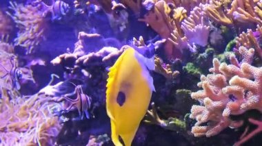 Cerrah balığı Tilki Suratlı Tavşan Balığı