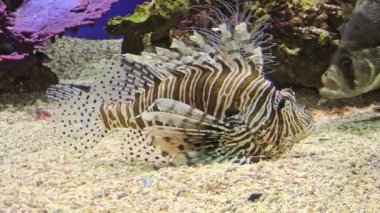 Zehirli bir aslan balığına yaklaş.