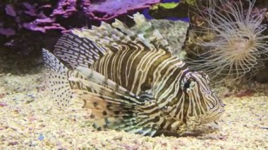 Zehirli bir aslan balığına yaklaş.