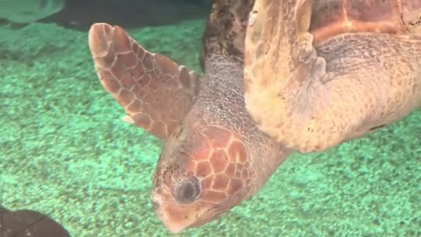 Hawksbill sea turtle — Stock Video