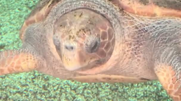 Zee karetschildpad — Stockvideo