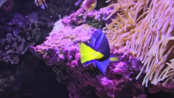Close up of Blue Tang — Stock video