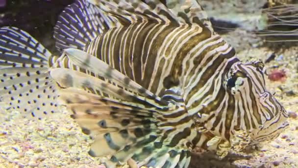 Close up of a venomous Devil firefish — Stock Video