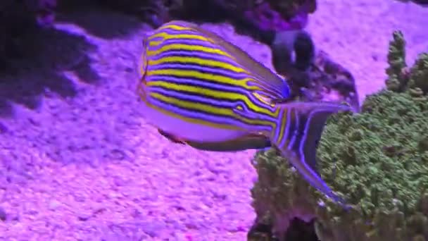 Cirujano forrado Acanthurus lineatus — Vídeos de Stock