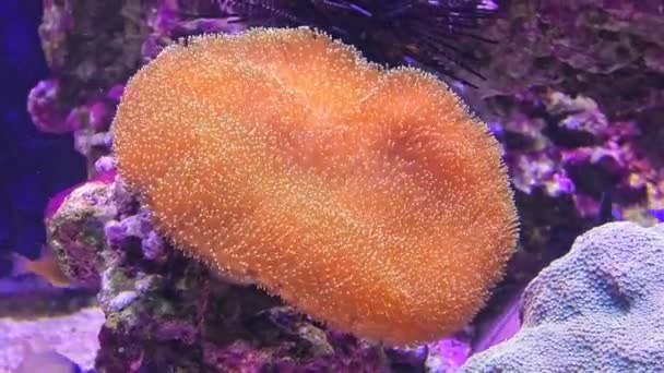 Orange Heteractis magnifica anemone — Stock Video