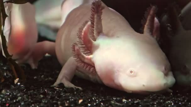 Primer plano de Axolotl — Vídeos de Stock