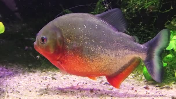 Vörös hasú piranha — Stock videók