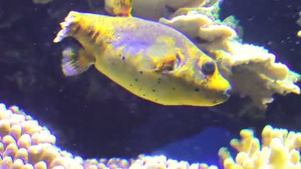 Peixe-balão-preto ou papão-de-cara-de-cão — Vídeo de Stock