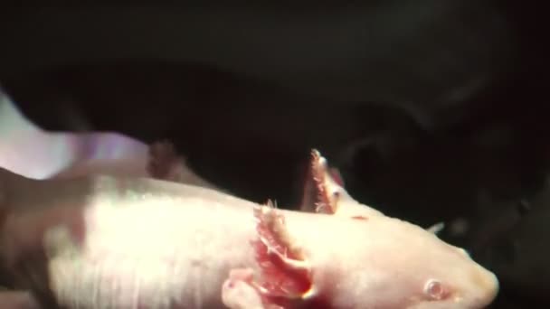 Närbild av Axolotl — Stockvideo