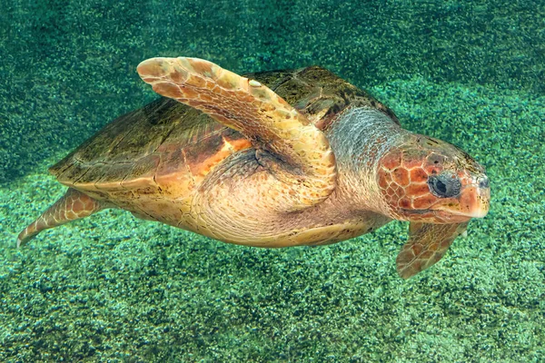 Hawksbill sea turtle — Stock Photo, Image