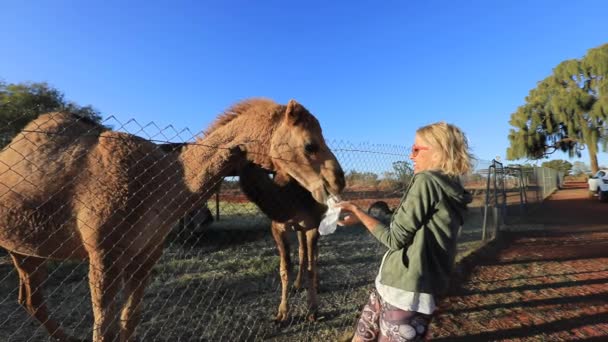 Kvinna utfodring dromedar i Australien — Stockvideo